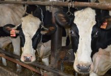 По 1040 килограммов молока от коровы надоили в январе в старожиловском СПК имени Ленина