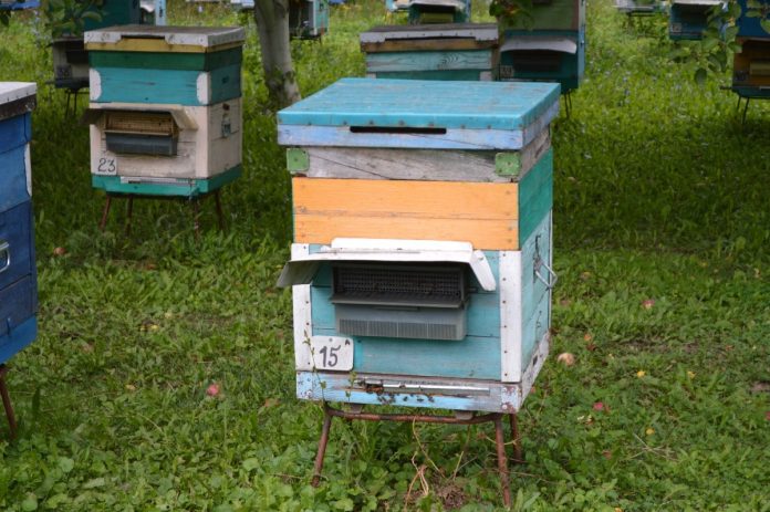 Пчелы улей. Старожилово. 21.04.25