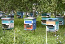 Вниманию пчеловодов! АО «Имени Куйбышева» будет обрабатывать поля в Старожиловском округе