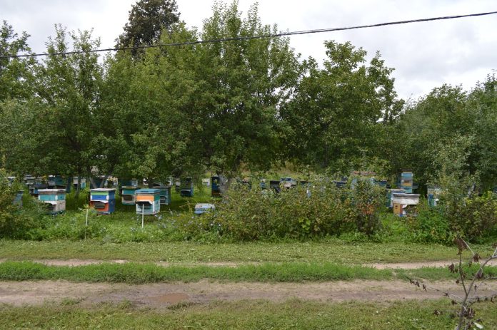 Пчеловоды. Старожилово. 12.05.25