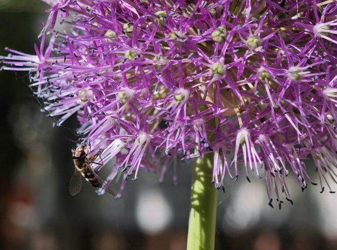 Пчела муха журчалка