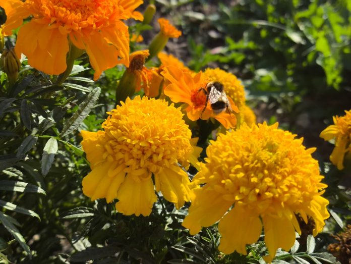 Пчела.Милославское. 28.04.25_2