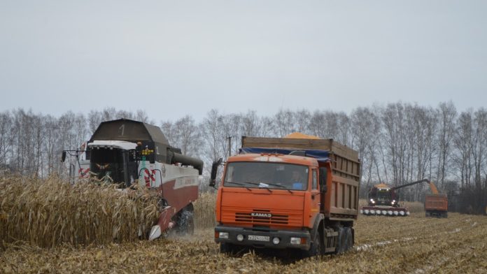 Старожилово_уборка кукурузы_12.11 (1)