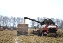 В старожиловском АО «Имени Куйбышева» намолачивают за день до 300 тонн кукурузного зерна