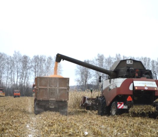 В старожиловском АО «Имени Куйбышева» намолачивают за день до 300 тонн кукурузного зерна