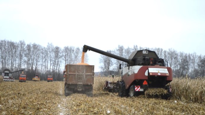 Кукуруза. старожилово. 5.12.2025_10