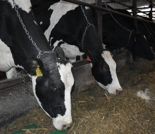 За половину января 2026 года гребневские животноводы надоили от коровы по 504 килограмма молока