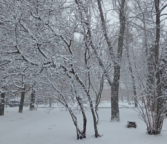До -10°С похолодает в Рязанской области к вечеру воскресенья