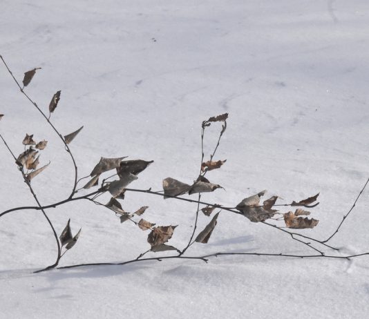 24 февраля в Рязанской области пройдет небольшой снег