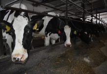 В старожиловском колхозе (СПК) имени Ленина к середине марта надоили от коровы более 2500 килограммов молока