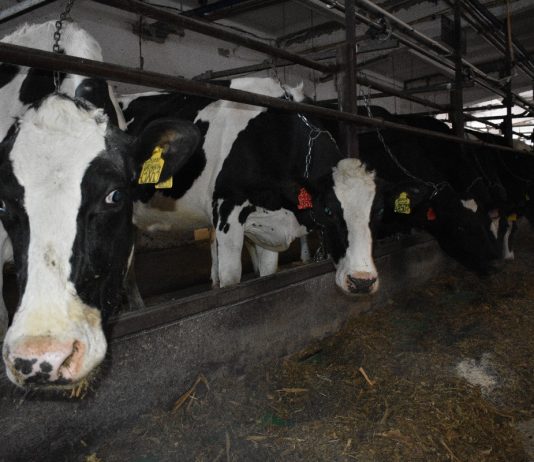 В старожиловском колхозе (СПК) имени Ленина к середине марта надоили от коровы более 2500 килограммов молока