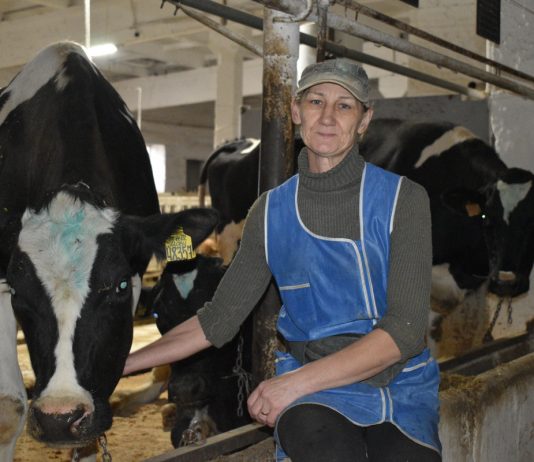 Животноводы старожиловского колхоза (СПК) имени Ленина перешагнули трехтысячный рубеж по молоку