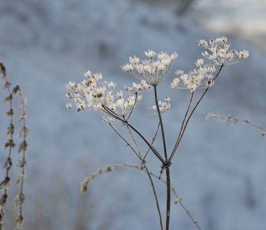 2 марта в Рязанской области осадков не ожидается