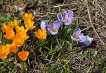 Жителей Старожилова радуют фиалки и крокусы