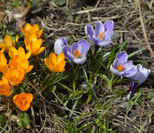 Жителей Старожилова радуют фиалки и крокусы