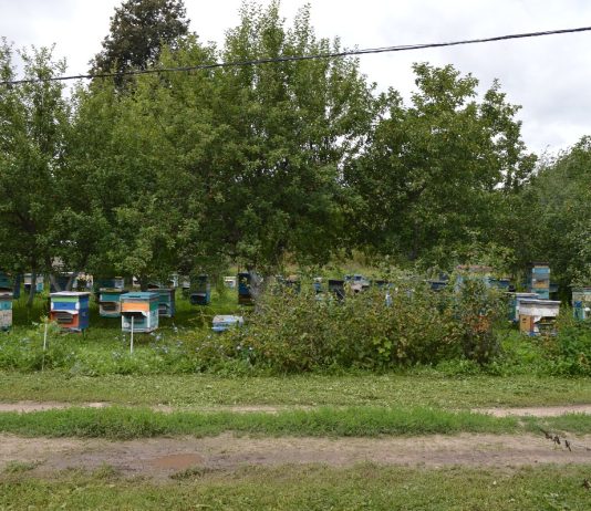 Вниманию пчеловодов! В колхозе (СПК) имени Ленина Старожиловского округа будут обрабатывать паровое поле