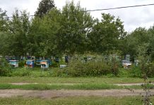 Вниманию пчеловодов! В колхозе (СПК) имени Ленина Старожиловского округа будут обрабатывать поля озимой пшеницы