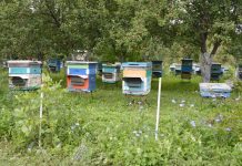 Вниманию пчеловодов! АО «Имени Куйбышева» будет обрабатывать поля озимой пшеницы в Старожиловском округе