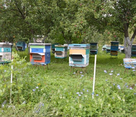 Вниманию пчеловодов! АО «Имени Куйбышева» будет обрабатывать поля озимой пшеницы в Старожиловском округе