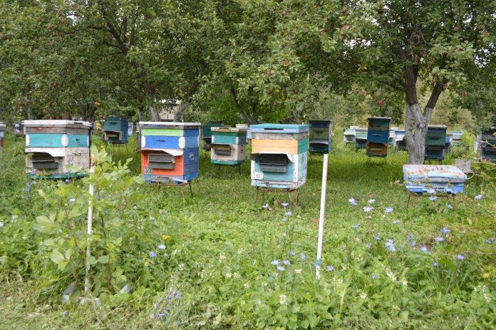 пчеловоды ульи. Старожилово.14.05.26