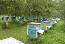 Вниманию пчеловодов! АО «Имени Куйбышева» будет обрабатывать поля озимого рапса в Старожиловском округе