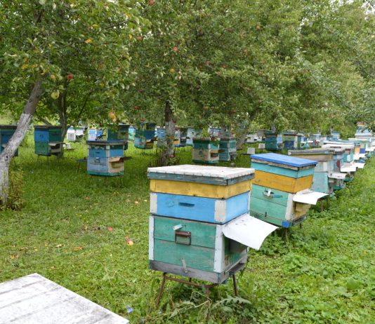 Вниманию пчеловодов! АО «Имени Куйбышева» будет обрабатывать поля озимого рапса в Старожиловском округе