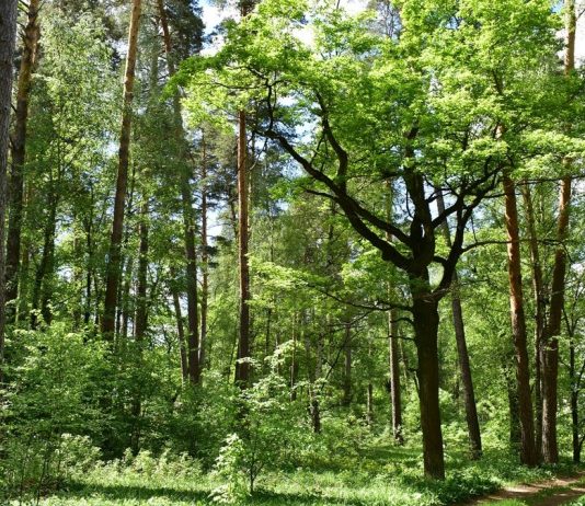 В Рязанской области до 1 сентября продлили ограничение на посещение лесов