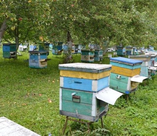 Вниманию пчеловодов! АО «Имени Куйбышева» будет обрабатывать поля в Старожиловском округе