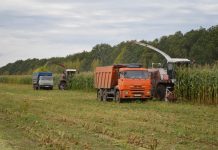В старожиловском колхозе «Шелковской» завершили сев озимых, убирают кукурузу на силос